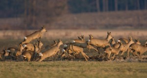 Caccia di selezione al capriolo